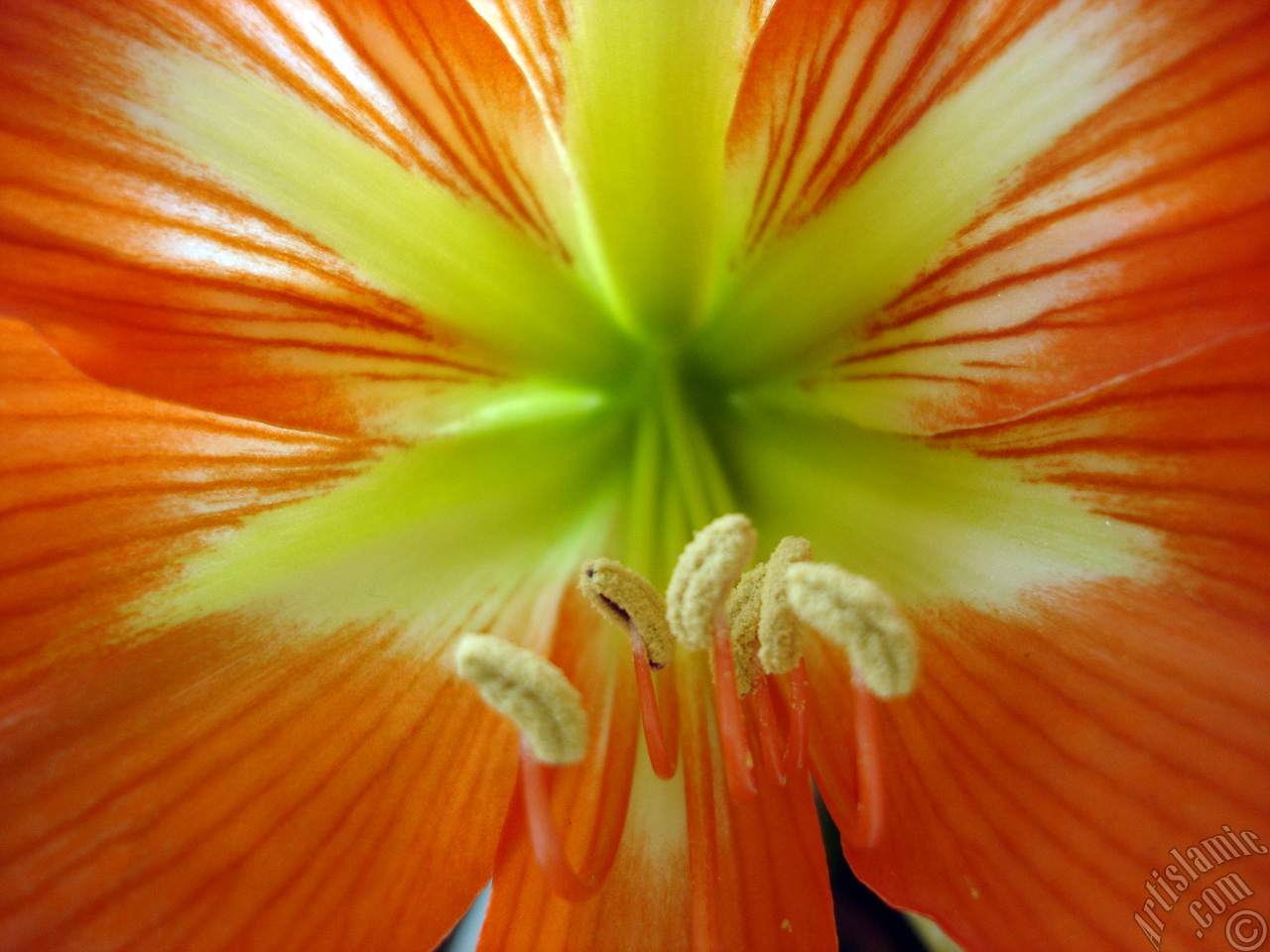 Red color amaryllis flower.
