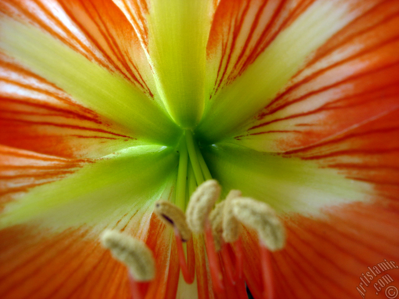 Red color amaryllis flower.
