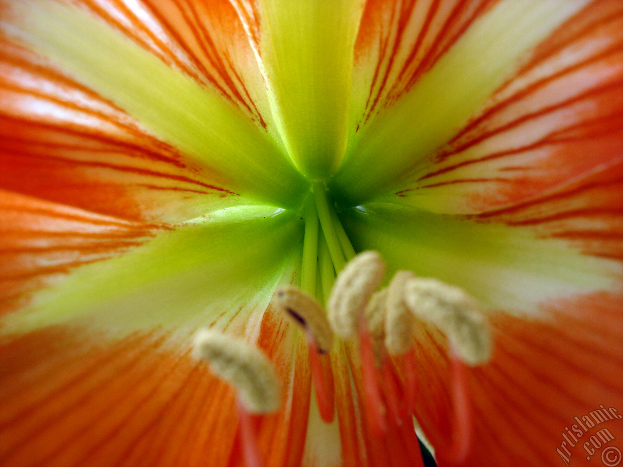 Red color amaryllis flower.
