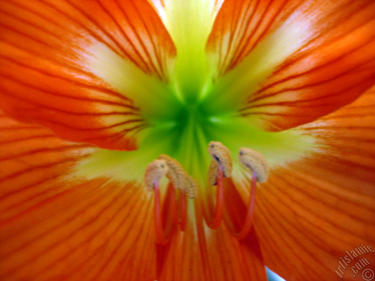 Red color amaryllis flower.
