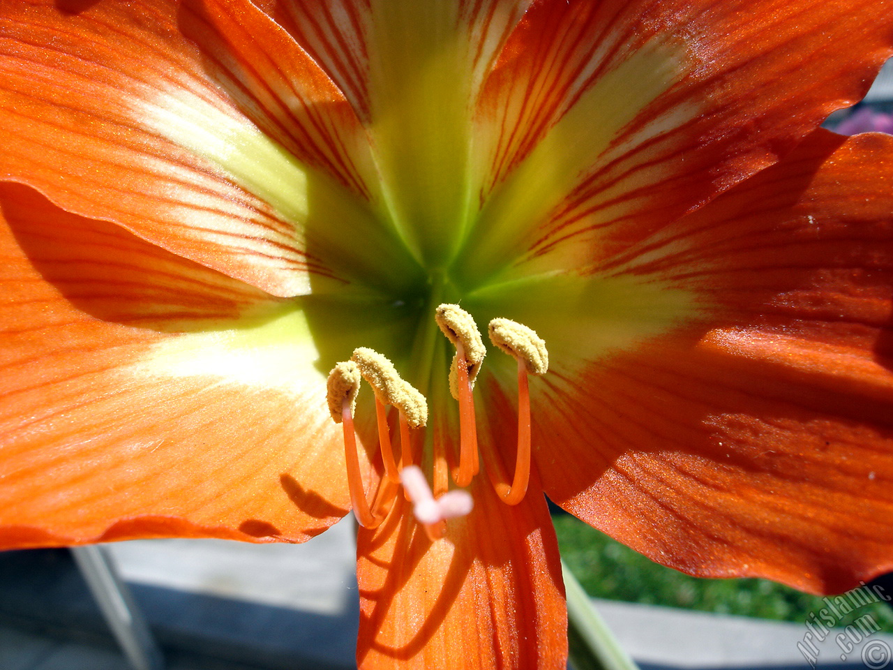 Red color amaryllis flower.
