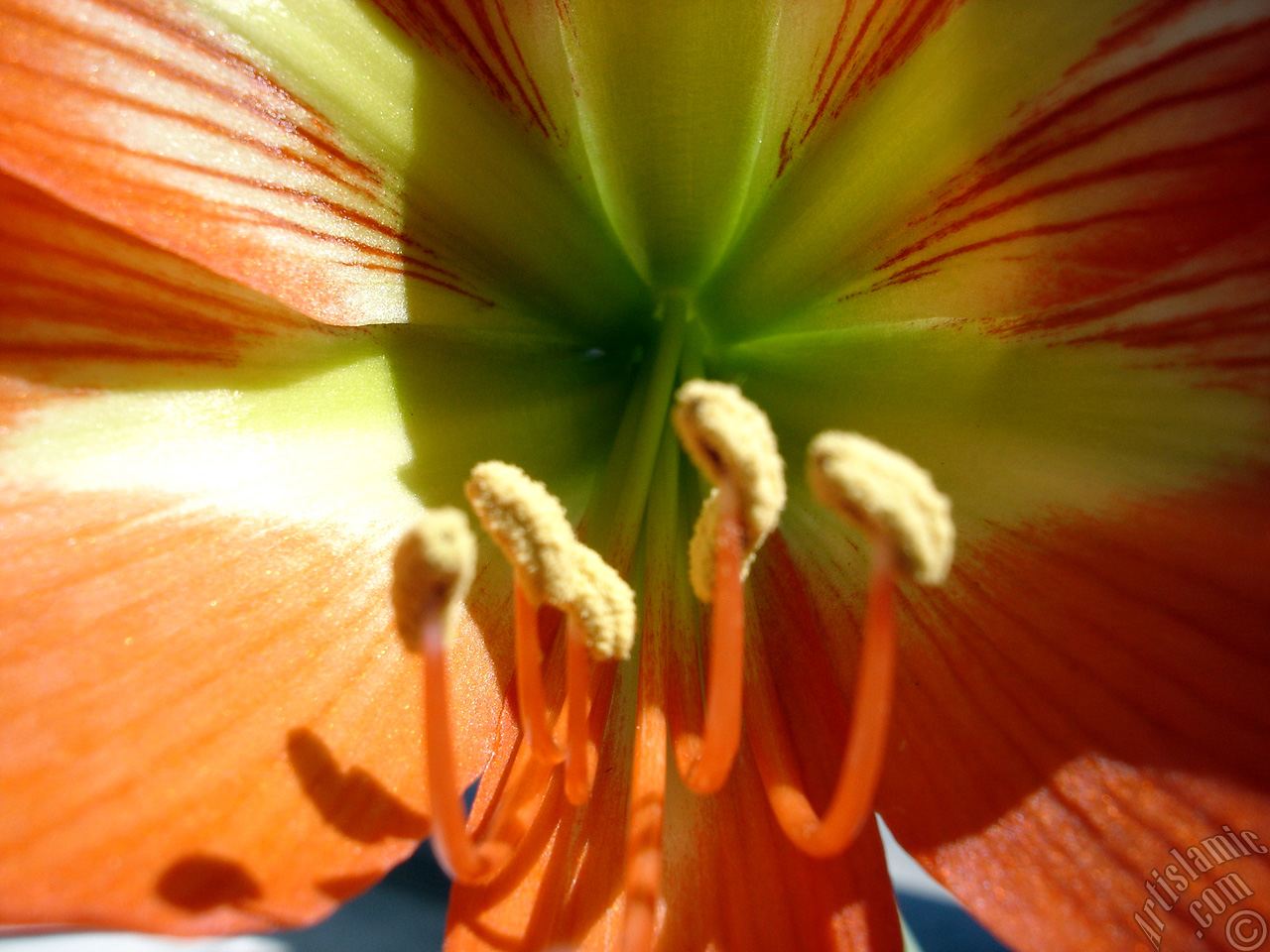 Red color amaryllis flower.

