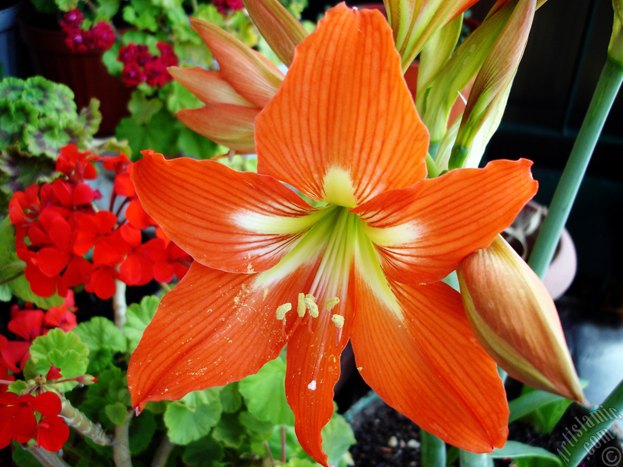 Red color amaryllis flower.
