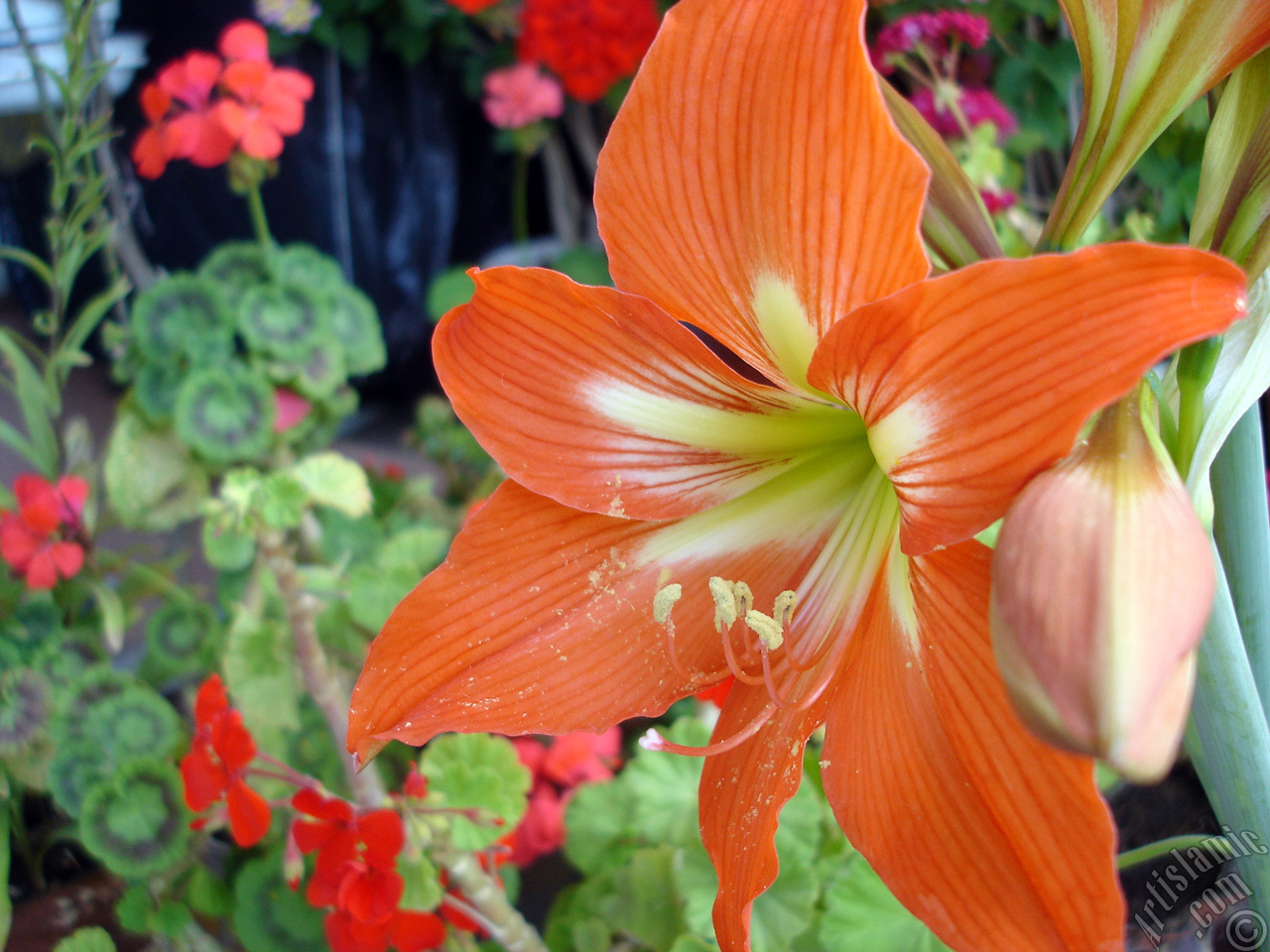 Red color amaryllis flower.
