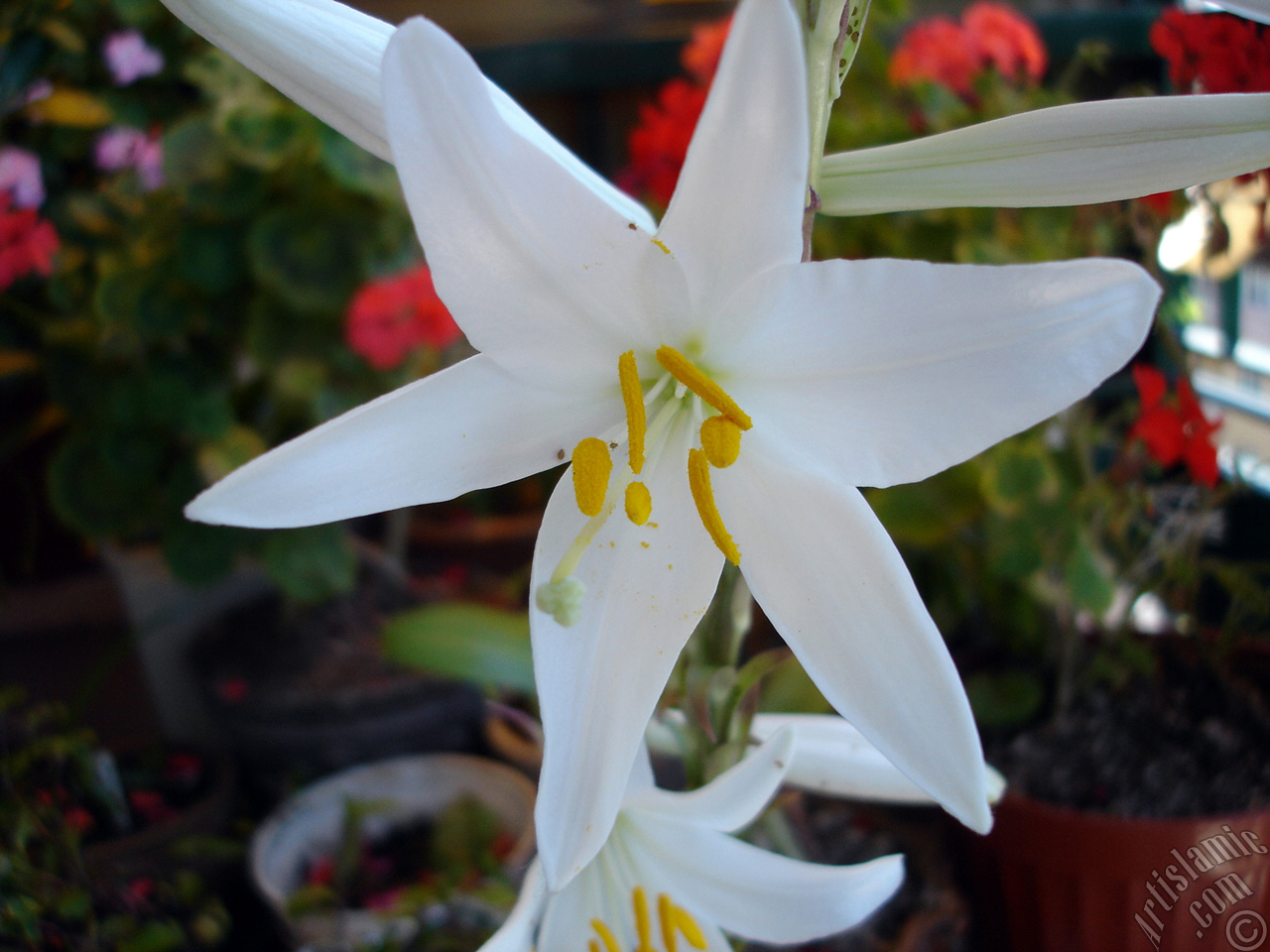 White color amaryllis flower.
