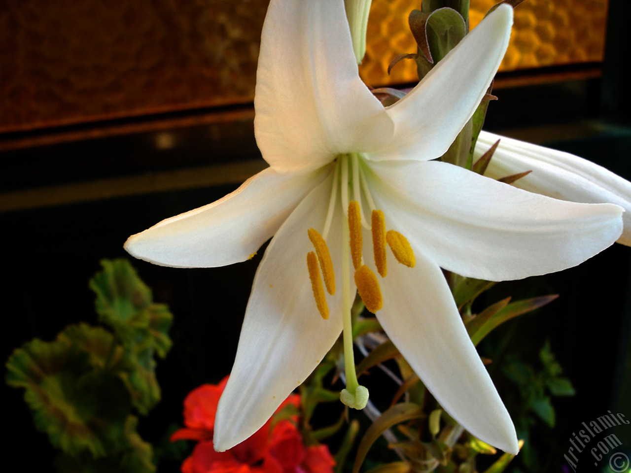 White color amaryllis flower.

