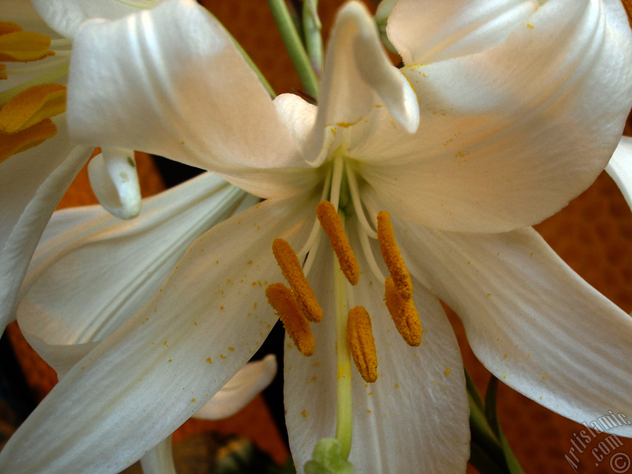 White color amaryllis flower.

