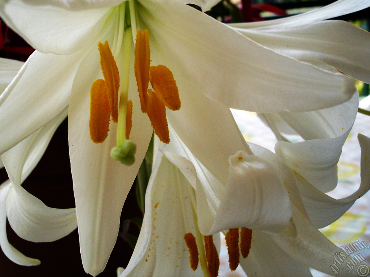 White color amaryllis flower.

