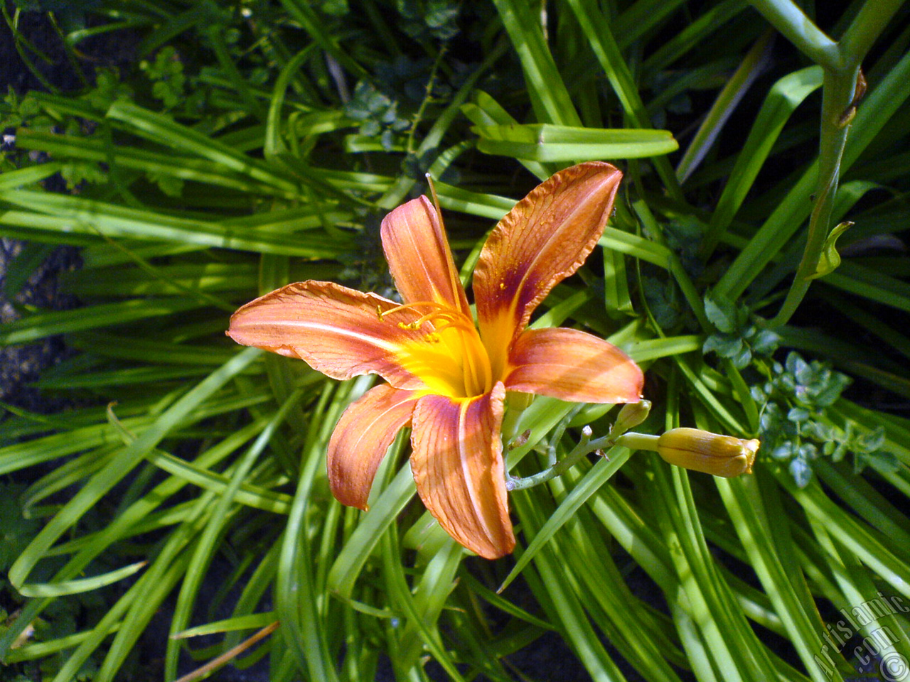 Orange color daylily -tiger lily- flower.
