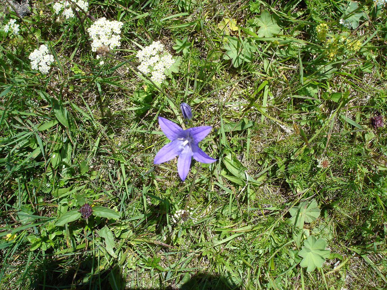 Balloon Flower -Chinese Bellflower-.
