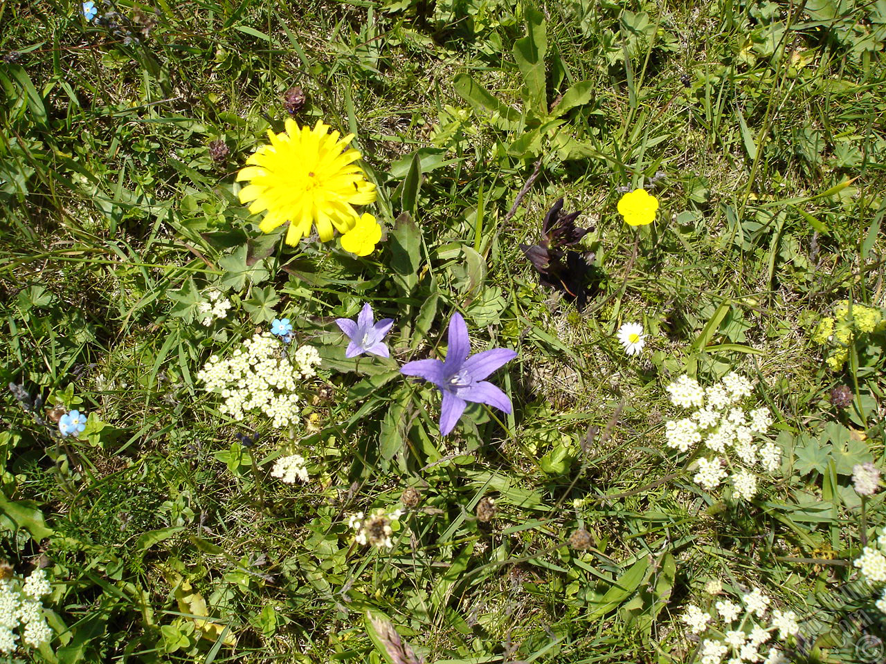 Balloon Flower -Chinese Bellflower-.
