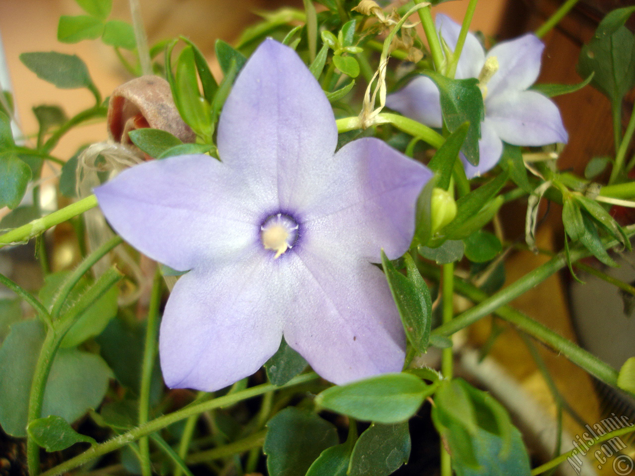 Balloon Flower -Chinese Bellflower-.

