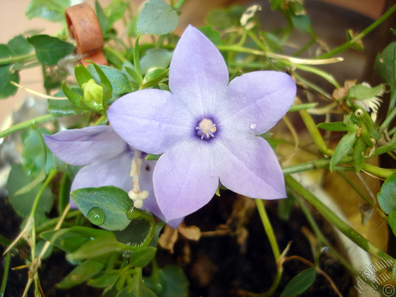 Balloon Flower -Chinese Bellflower-.
