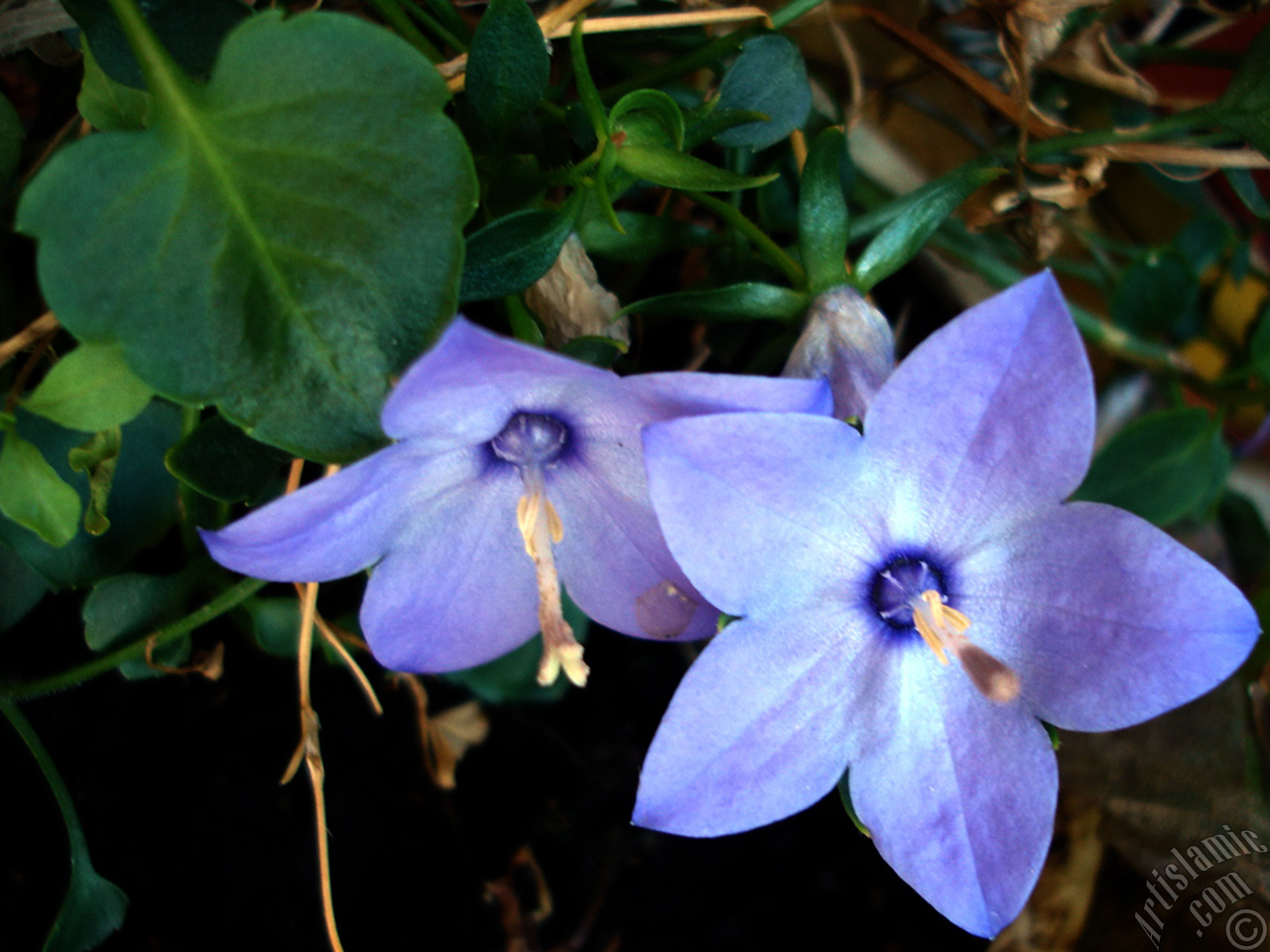 Balloon Flower -Chinese Bellflower-.
