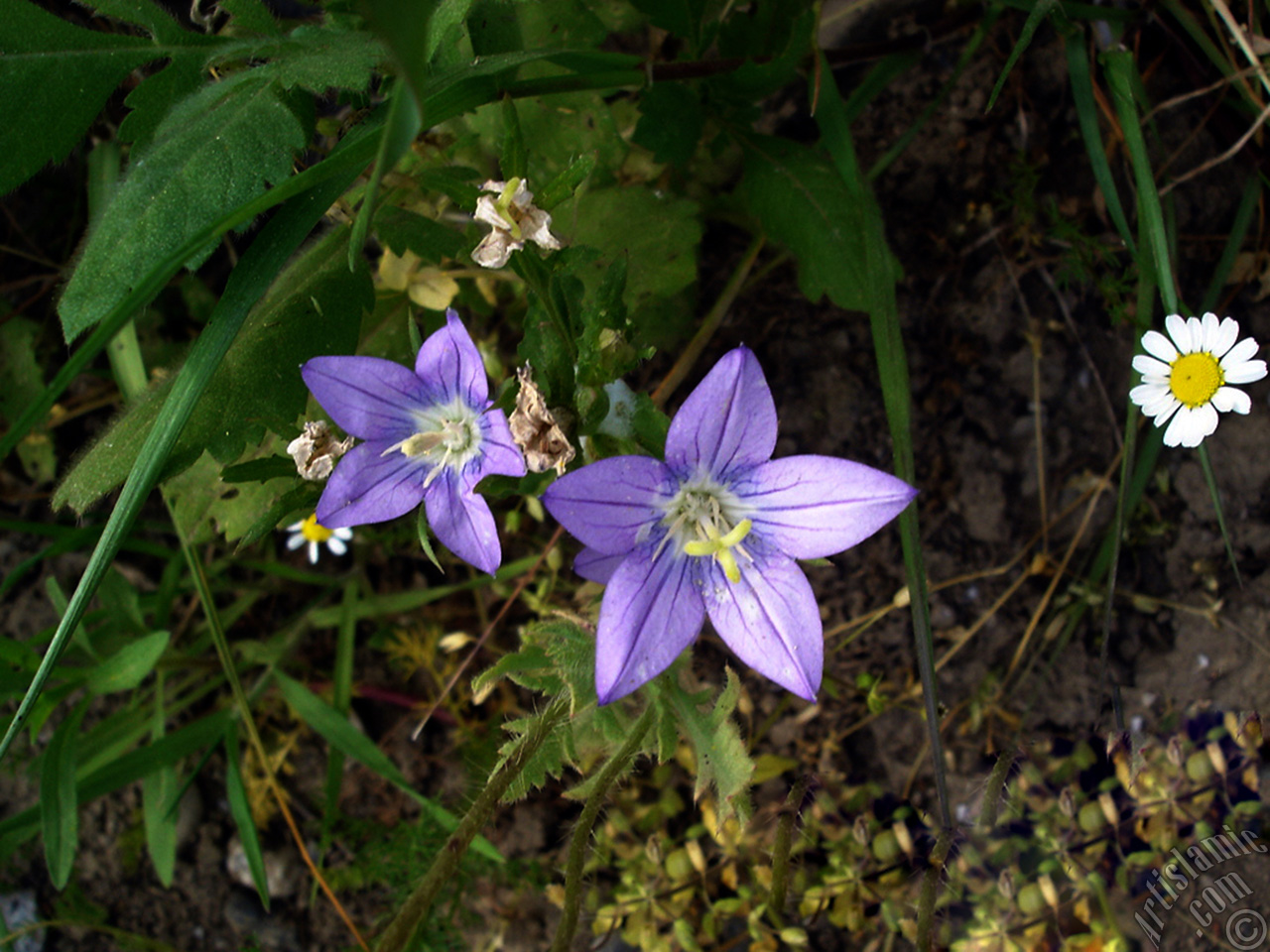 Balloon Flower -Chinese Bellflower-.
