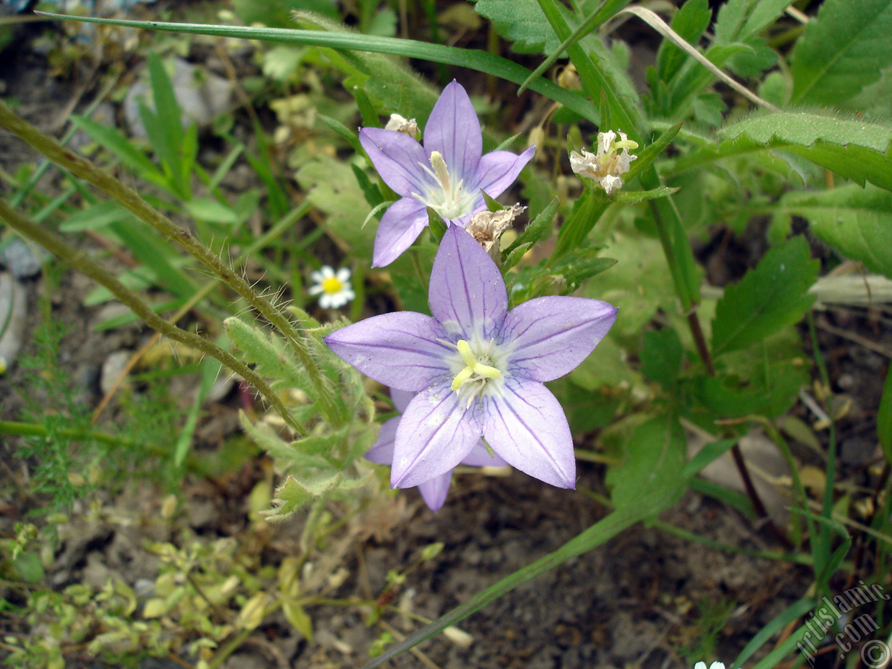 Balloon Flower -Chinese Bellflower-.
