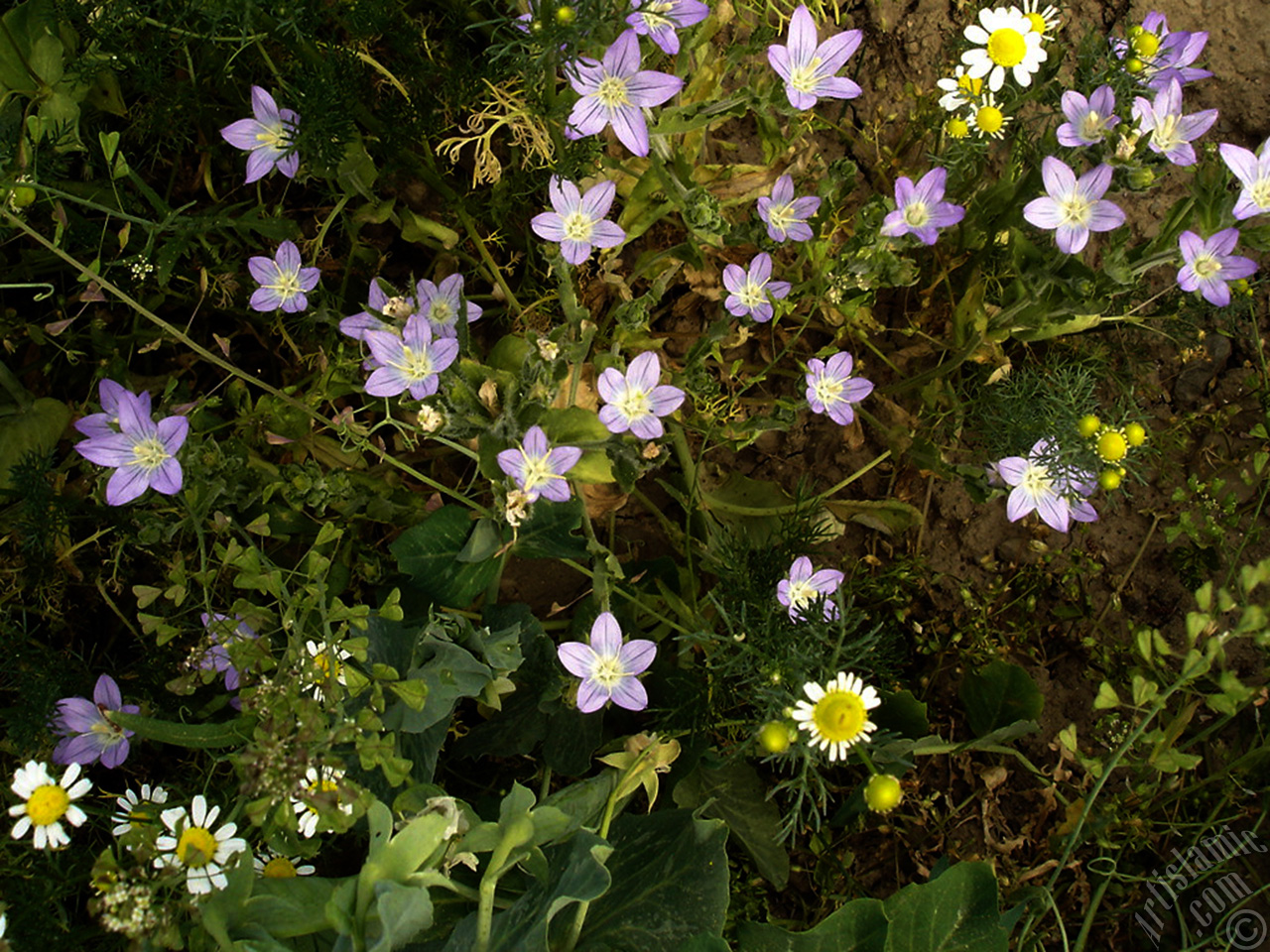 Balloon Flower -Chinese Bellflower-.
