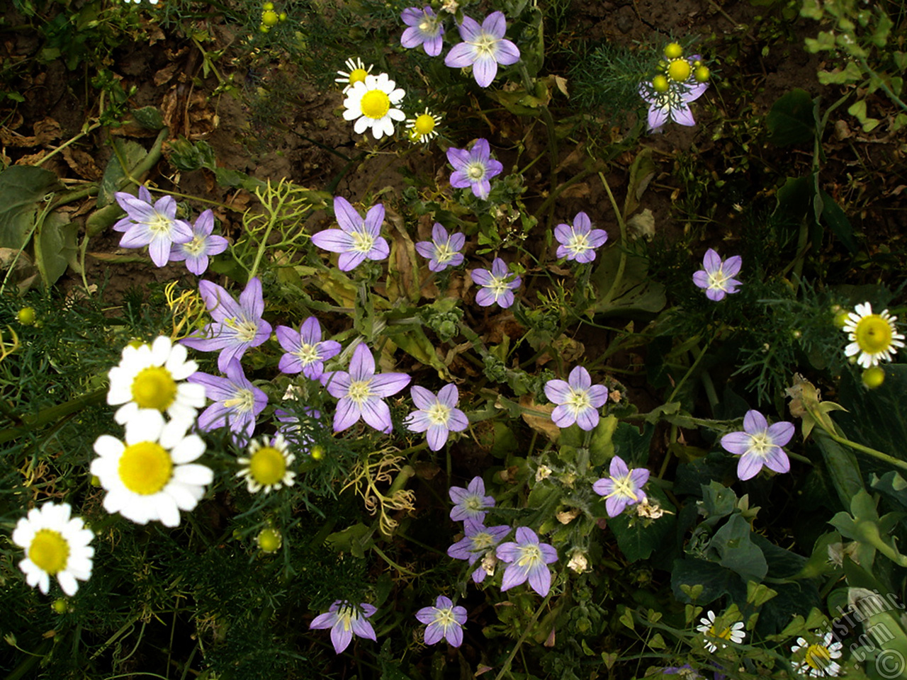 Balloon Flower -Chinese Bellflower-.
