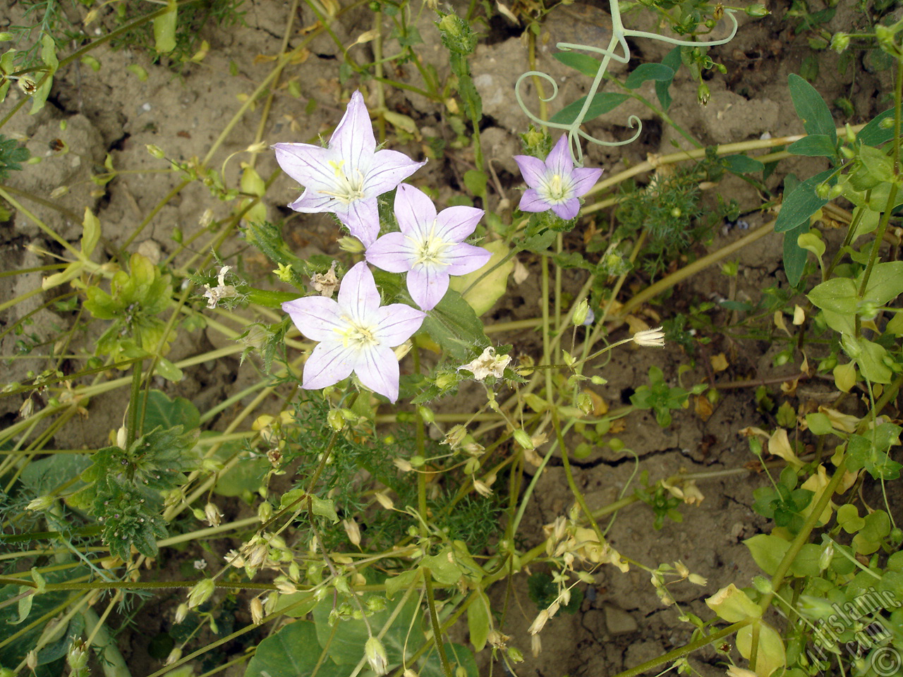 Balloon Flower -Chinese Bellflower-.
