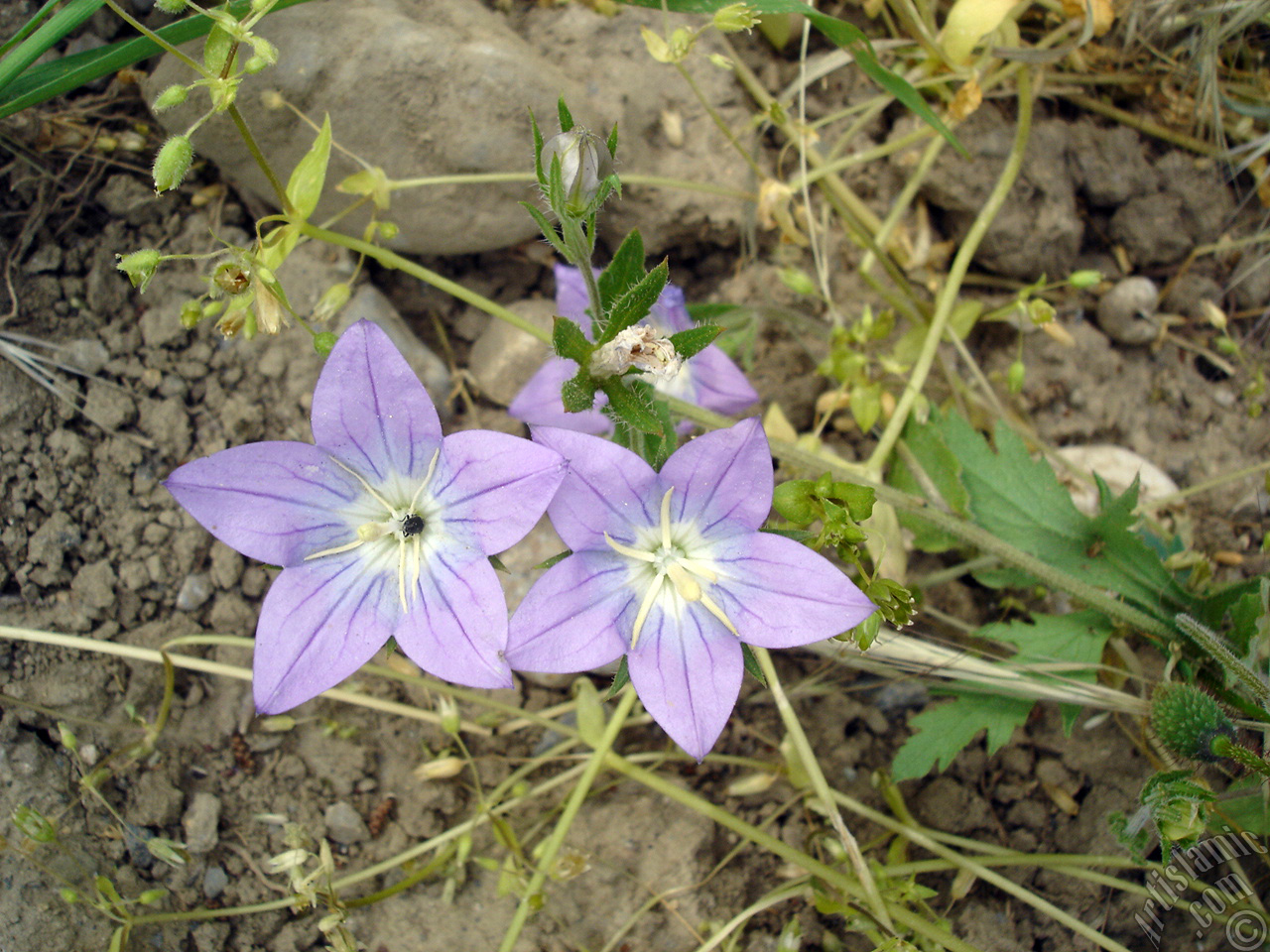 Balloon Flower -Chinese Bellflower-.
