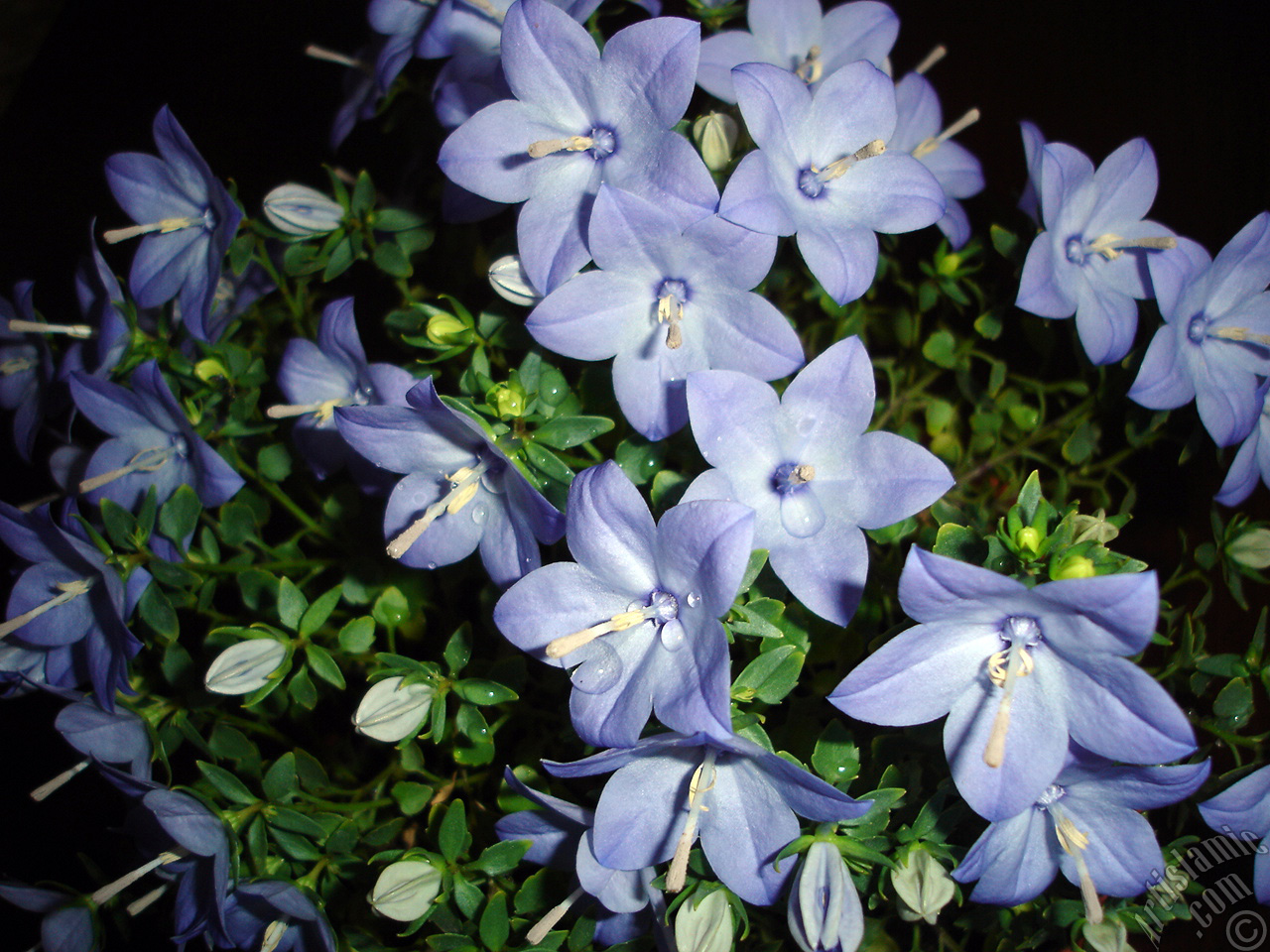 Balloon Flower -Chinese Bellflower-.
