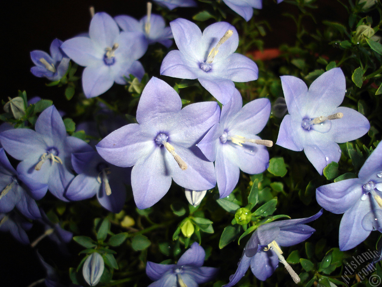 Balloon Flower -Chinese Bellflower-.
