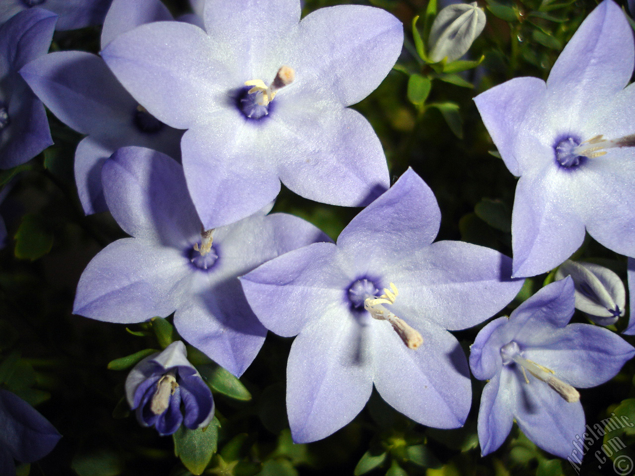 Balloon Flower -Chinese Bellflower-.
