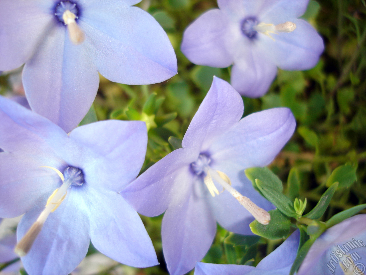 Balloon Flower -Chinese Bellflower-.

