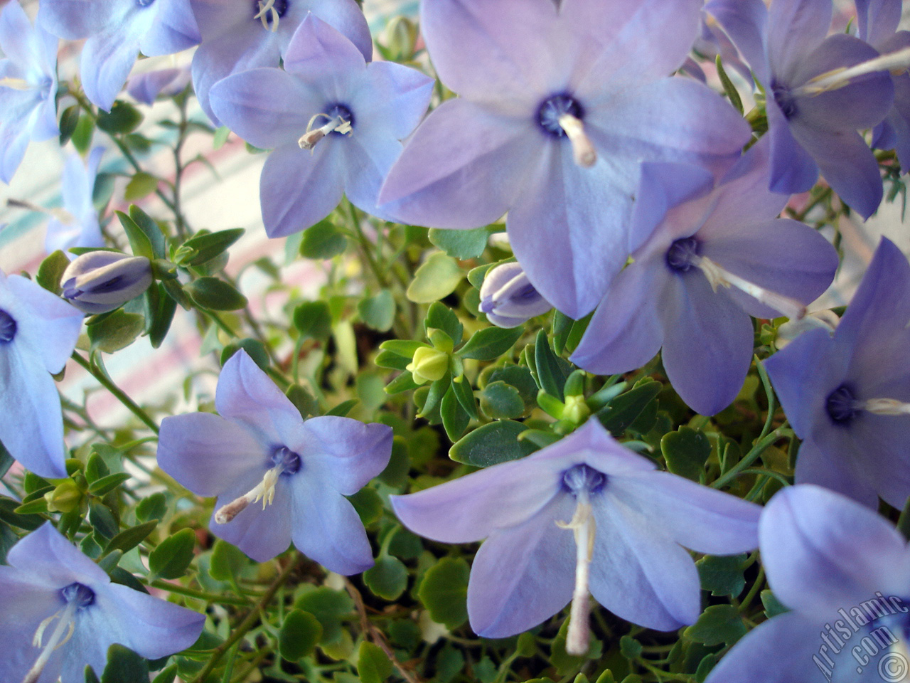 Balloon Flower -Chinese Bellflower-.
