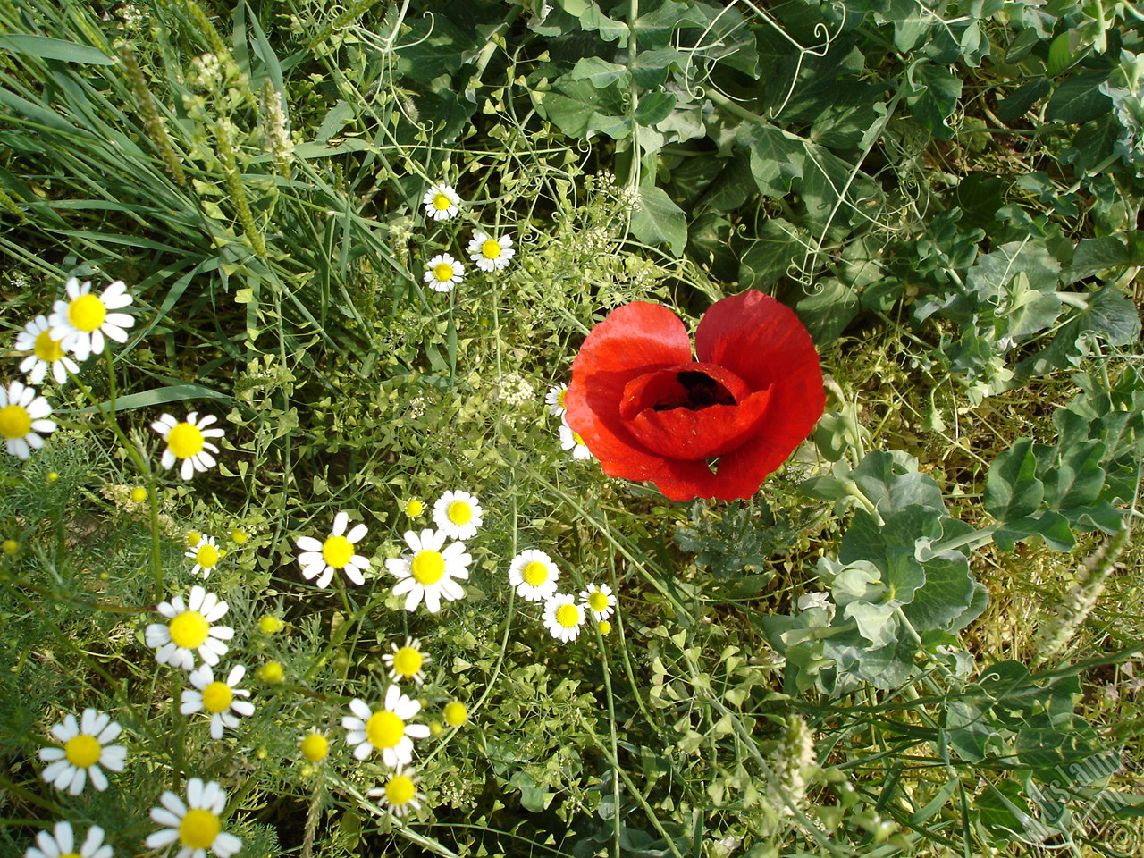 Red poppy flower.
