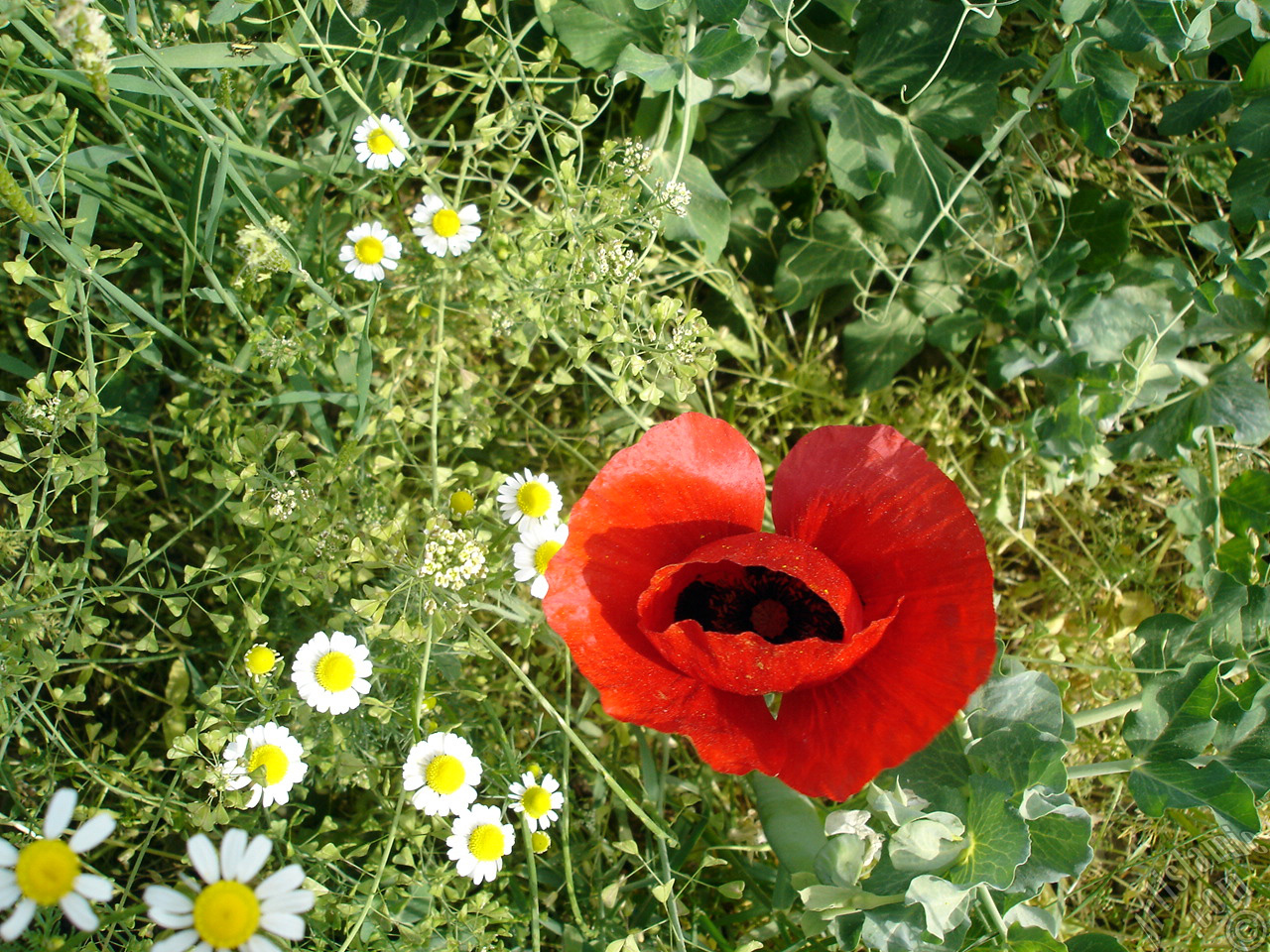 Red poppy flower.
