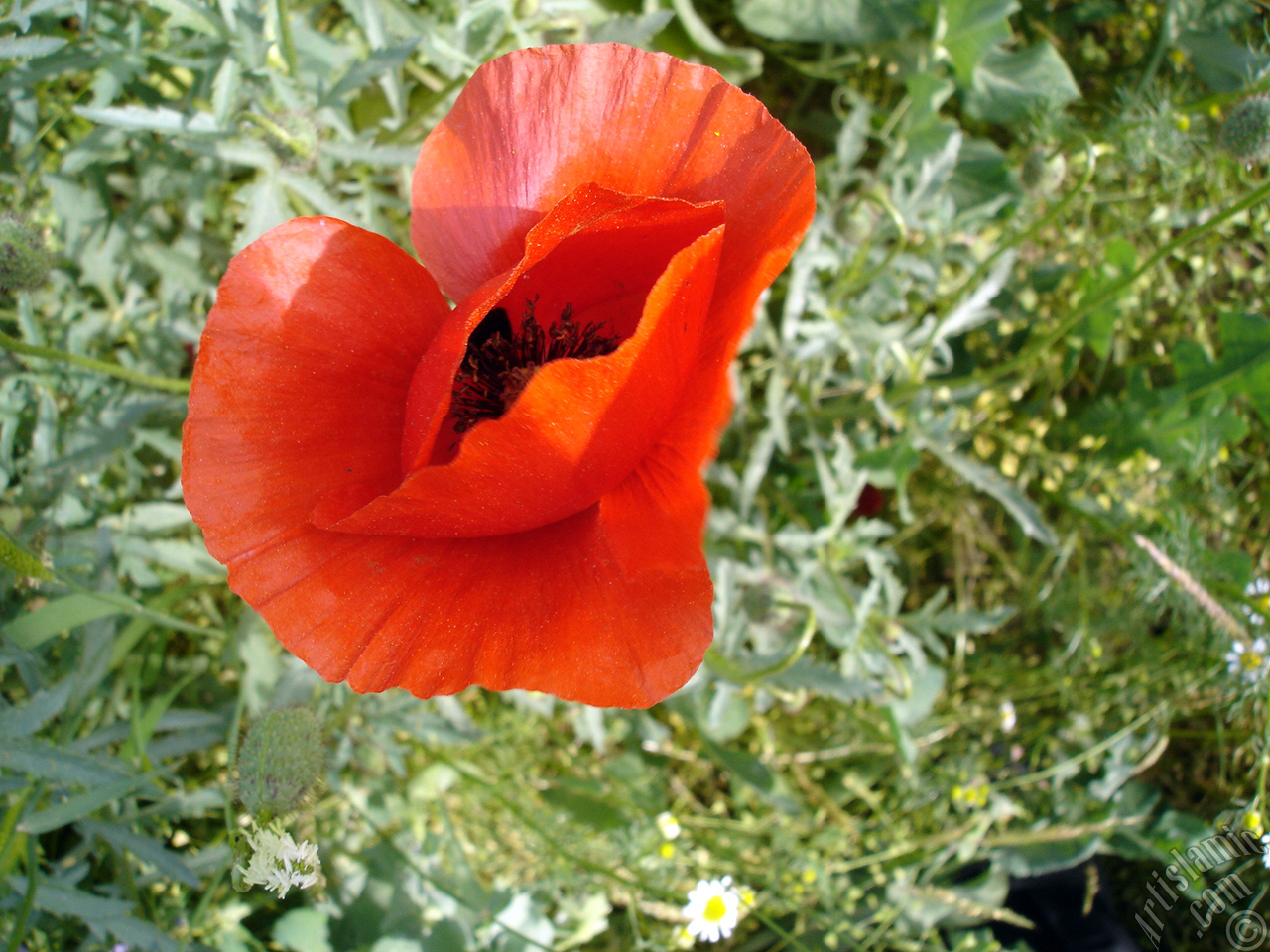 Red poppy flower.
