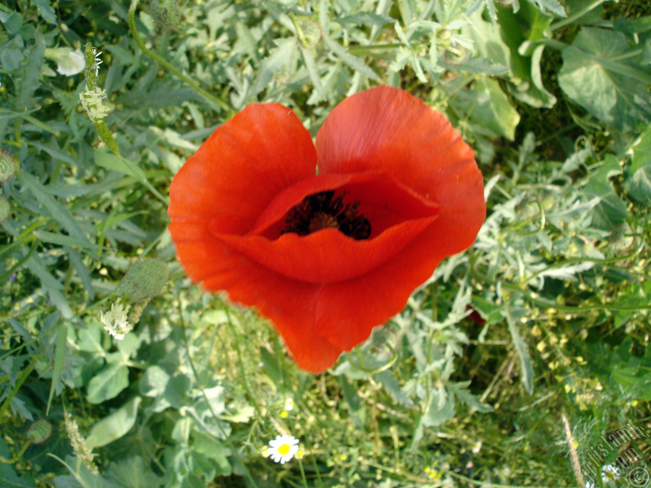 Red poppy flower.
