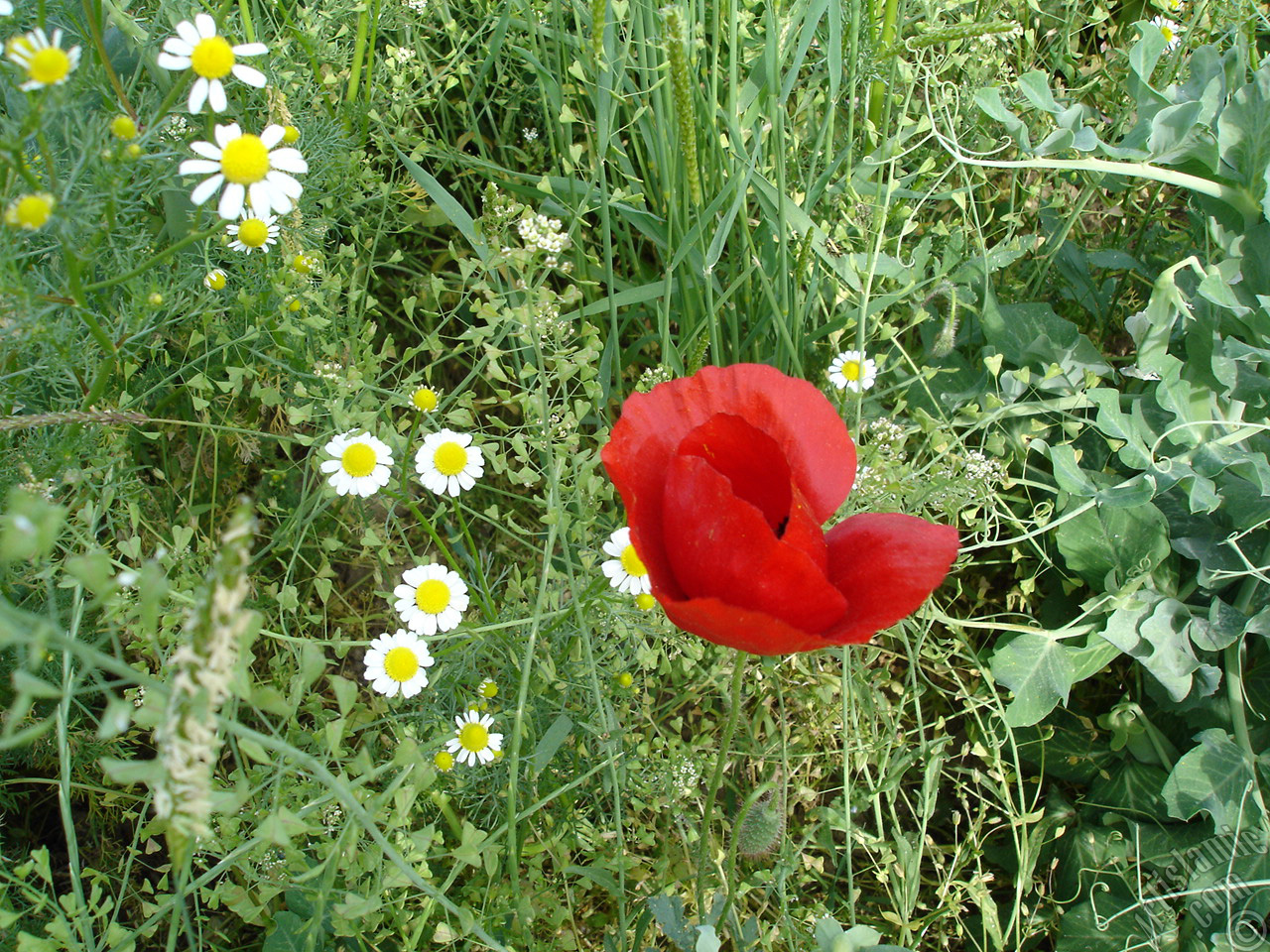 Red poppy flower.
