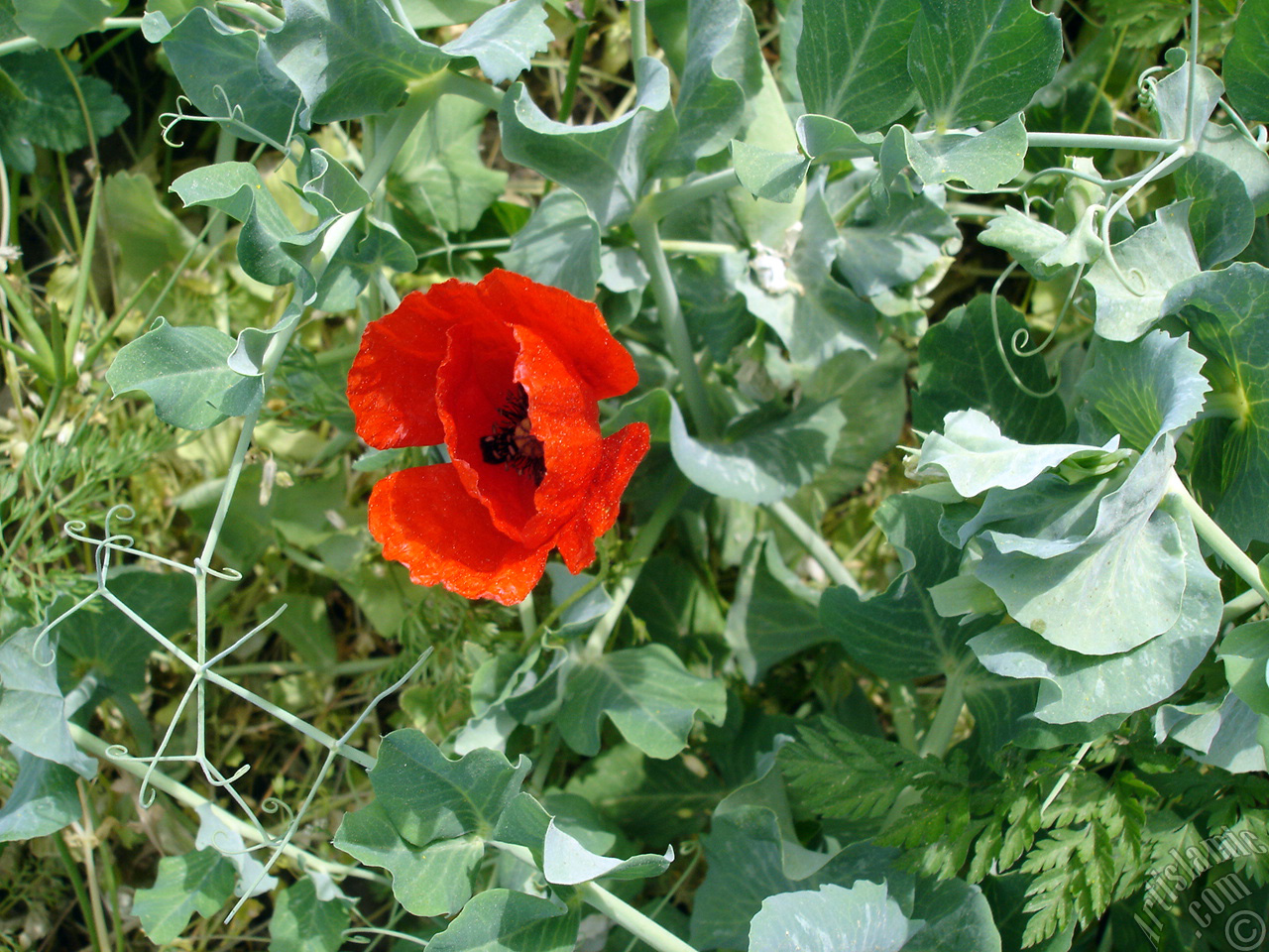 Red poppy flower.

