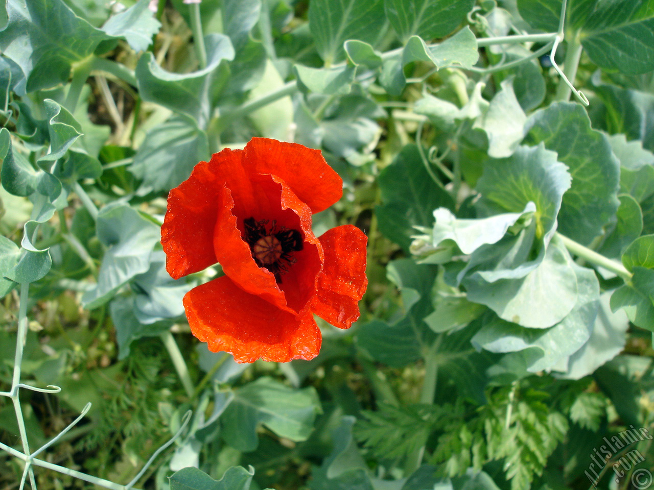 Red poppy flower.
