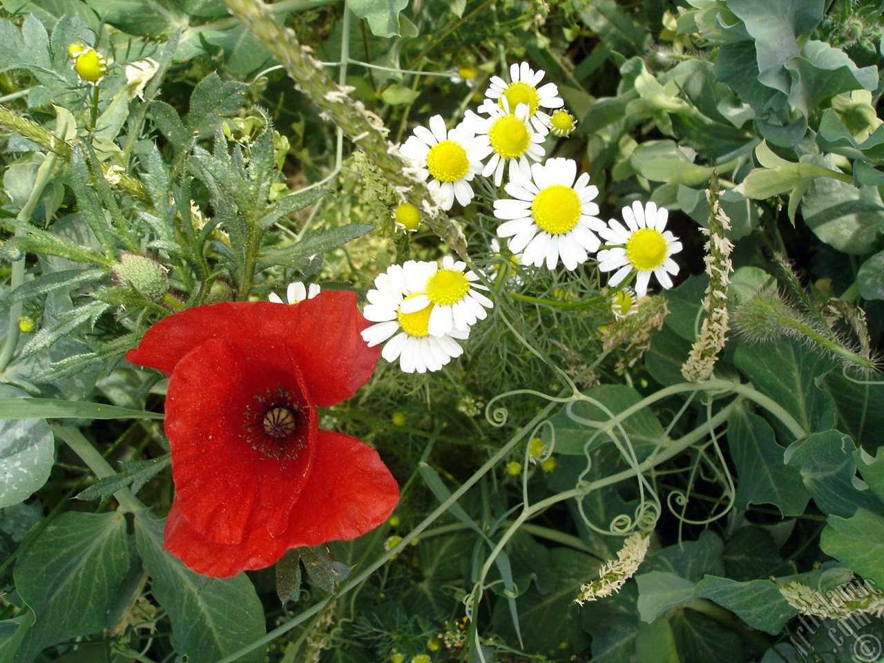 Red poppy flower.
