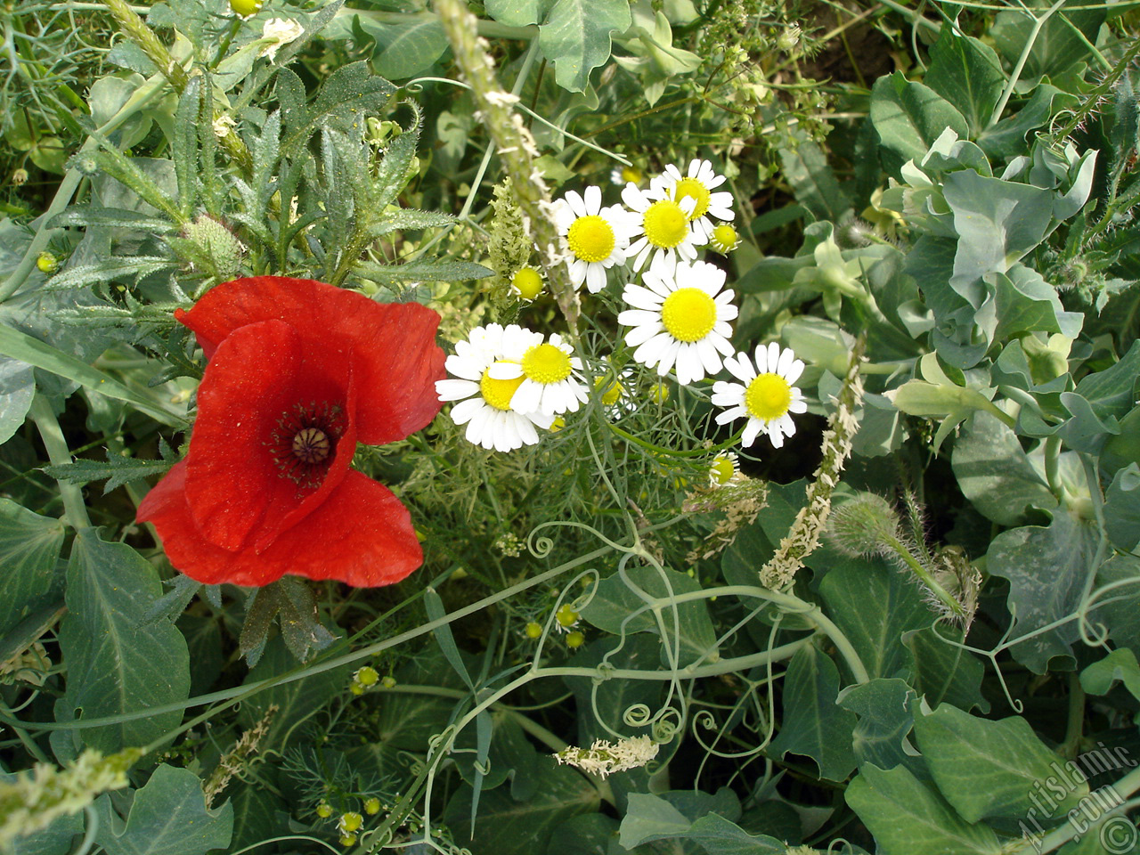 Red poppy flower.
