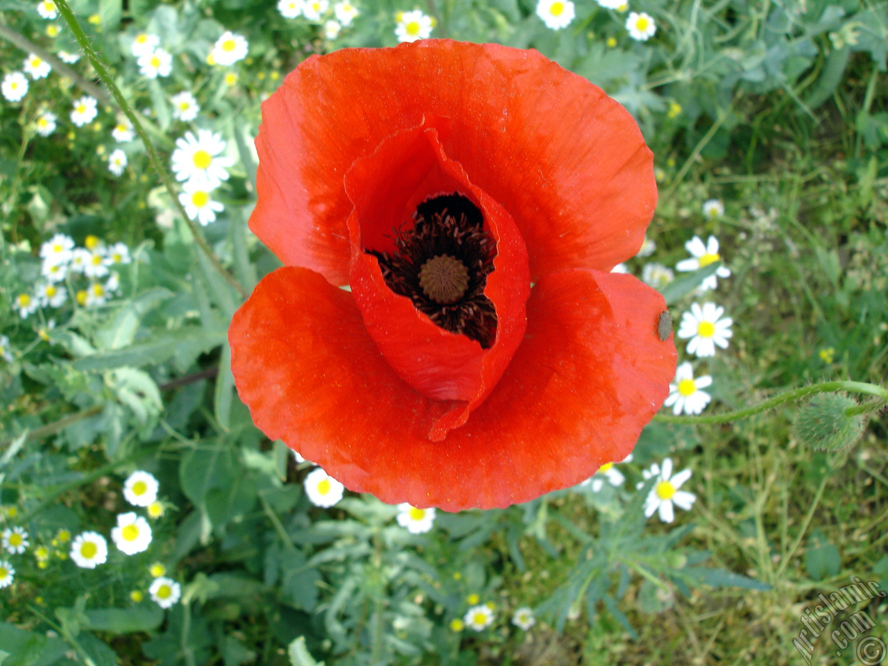Red poppy flower.
