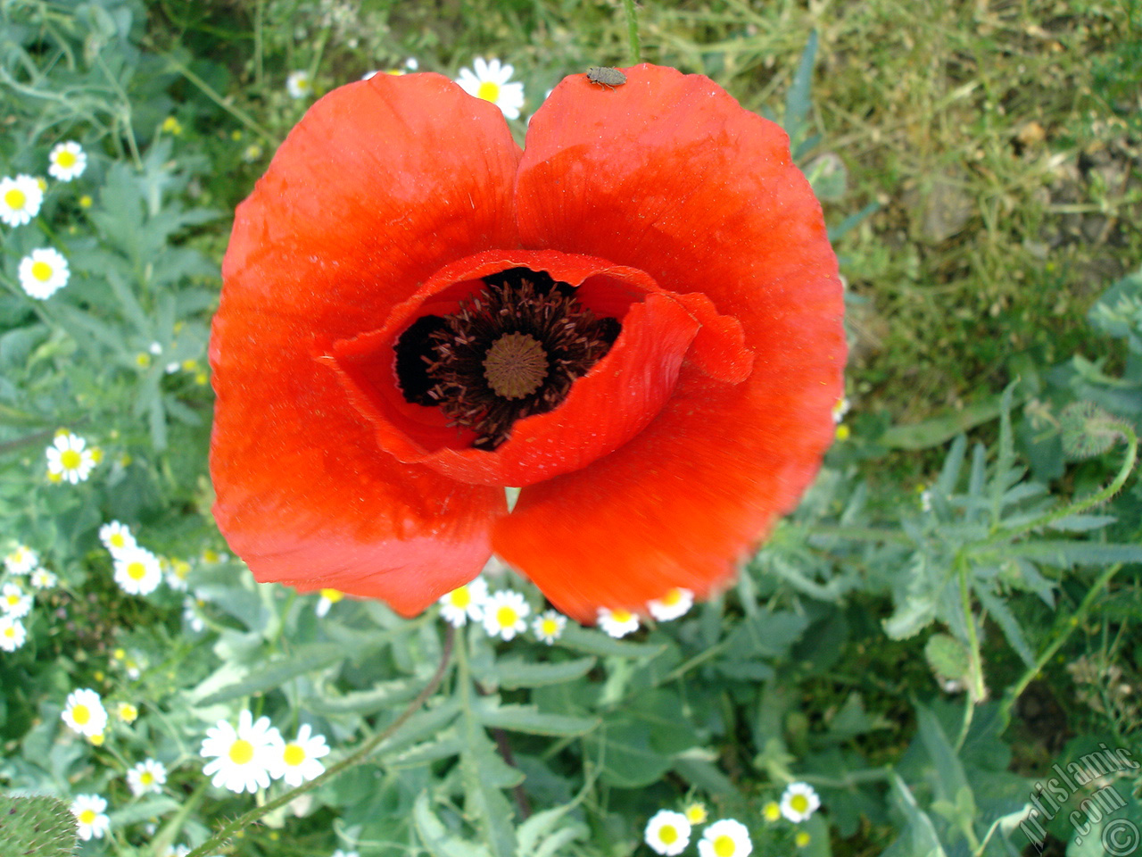 Red poppy flower.
