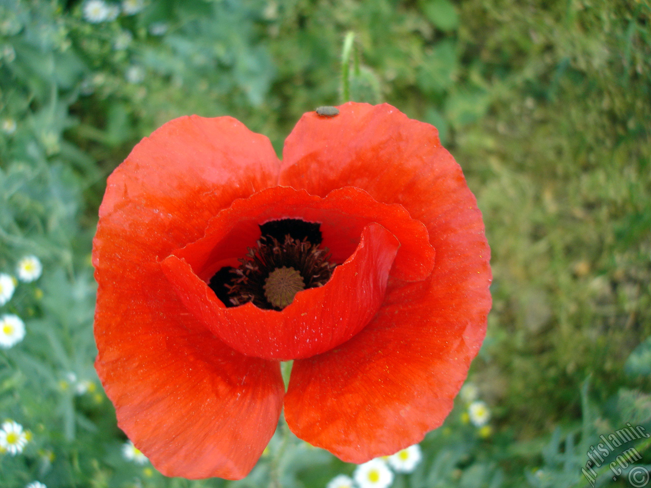 Red poppy flower.

