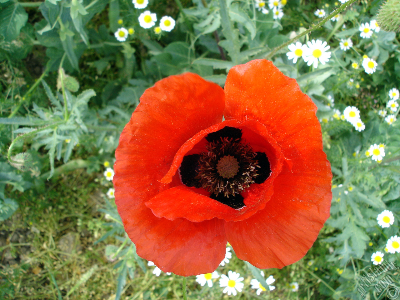 Red poppy flower.
