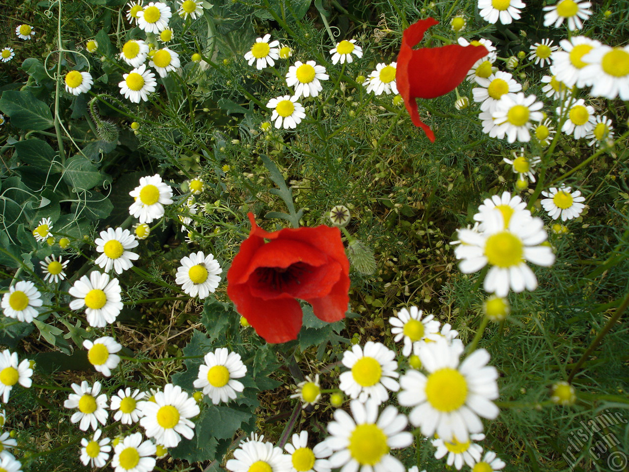 Red poppy flower.
