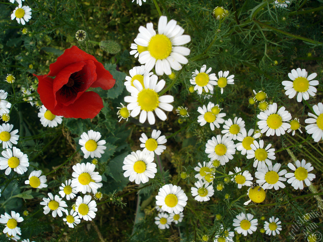 Red poppy flower.
