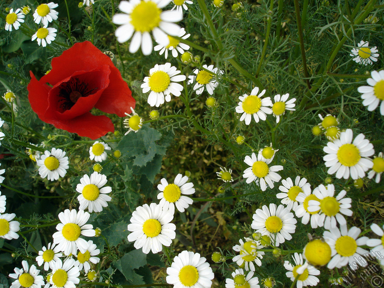 Red poppy flower.
