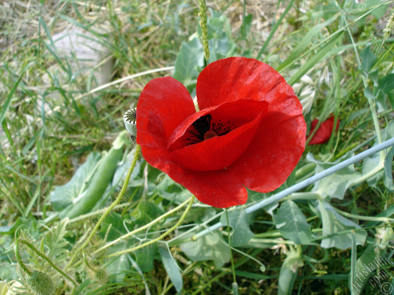 Red poppy flower.
