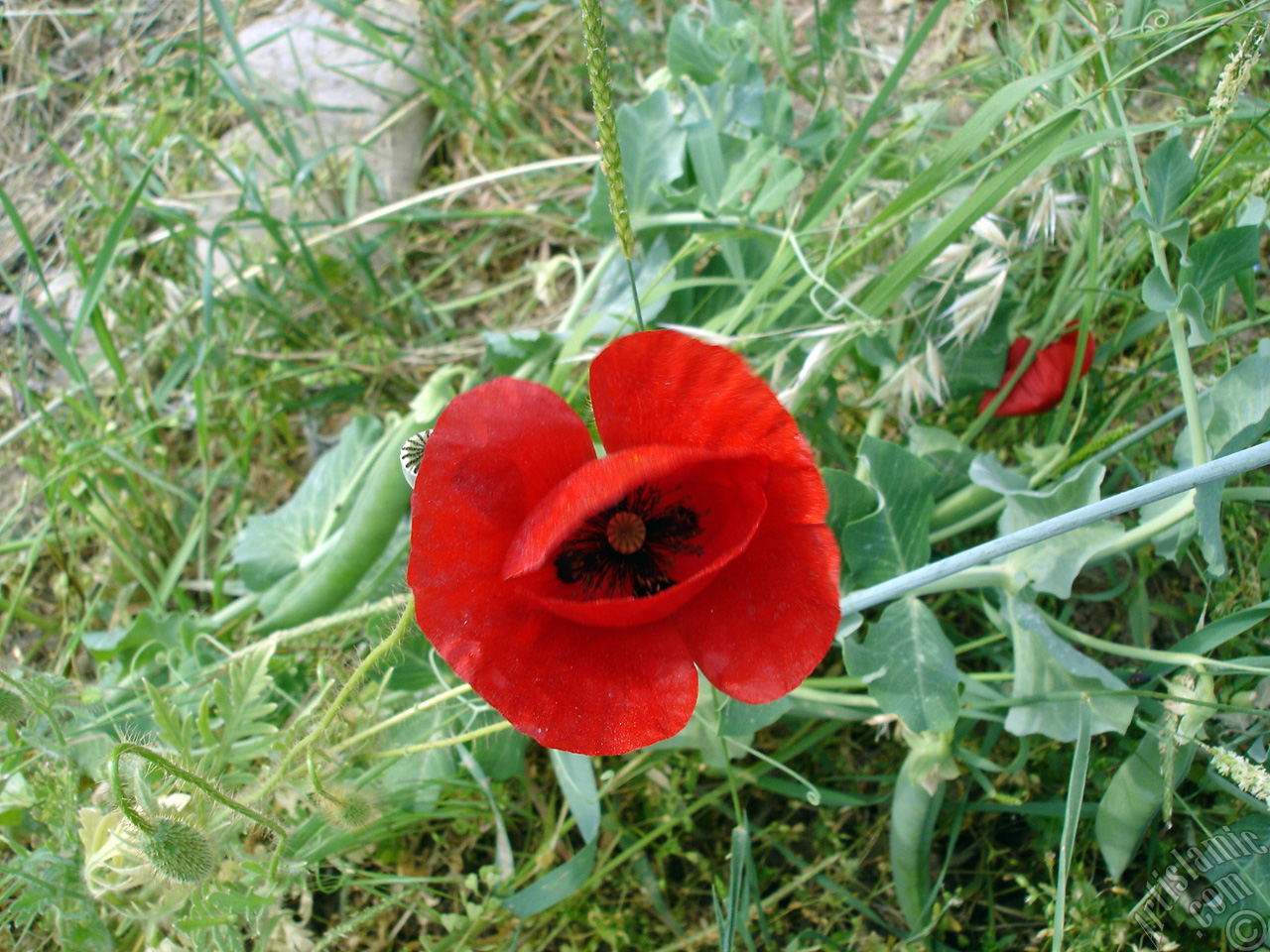 Red poppy flower.
