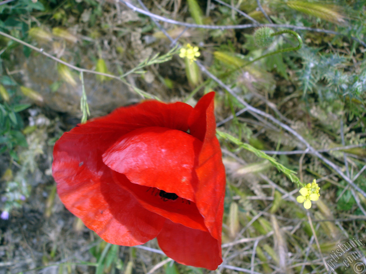 Red poppy flower.
