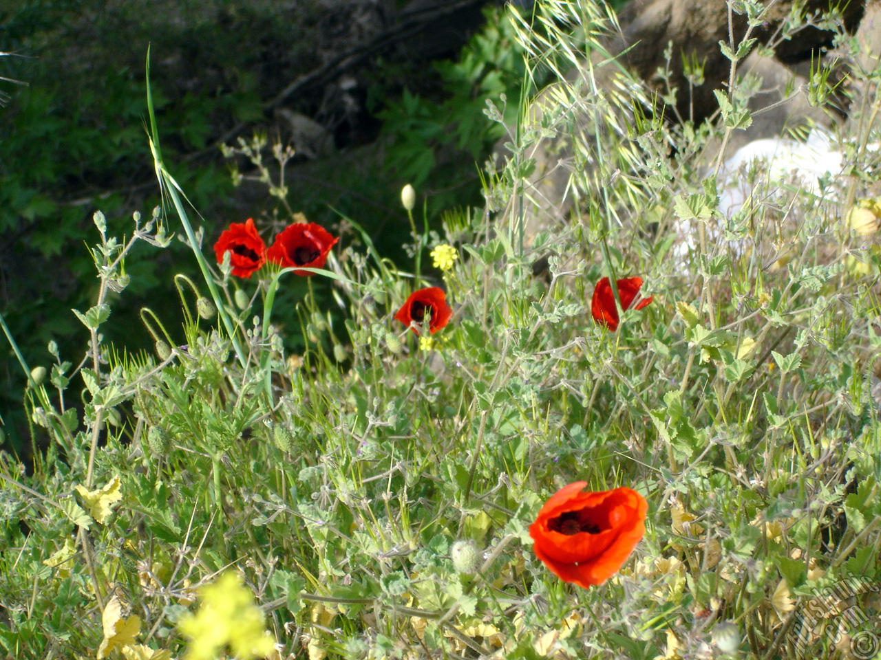 Red poppy flower.
