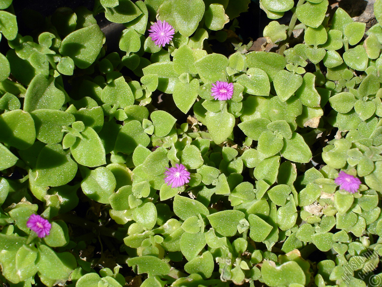 Heartleaf Iceplant -Baby Sun Rose, Rock rose- with pink flowers.
